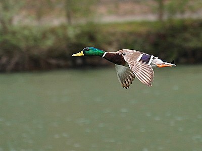 Germano in volo