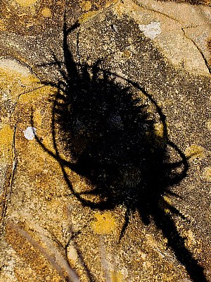  Teasle Shadow on Lichened Rock