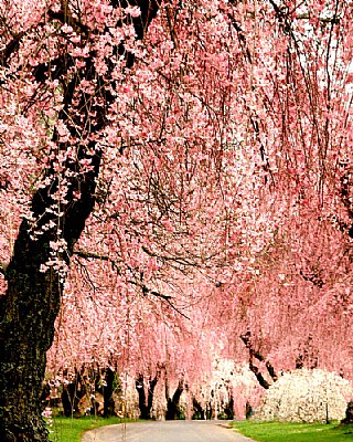 Cherry trees ..... spring is here