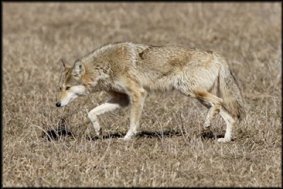 Wile E. Pooch