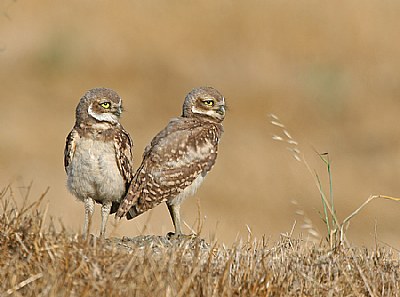 Burrowing Owls