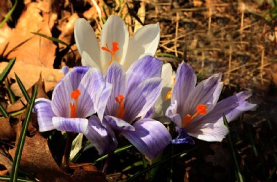 CROCUS #6
