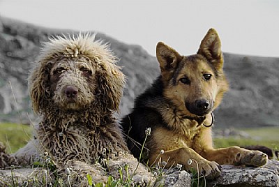 Shepherd Dogs