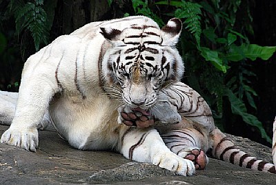 white tigre