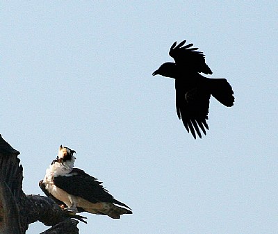 Raven and the Osprey