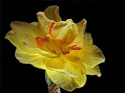 daff