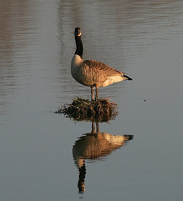 Goose reflections
