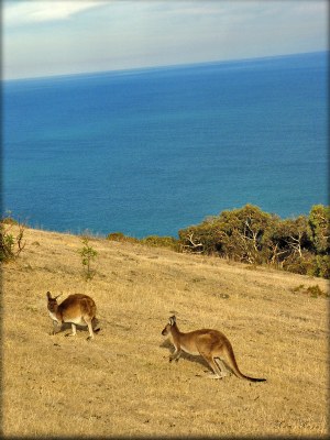 Roos in Paradise