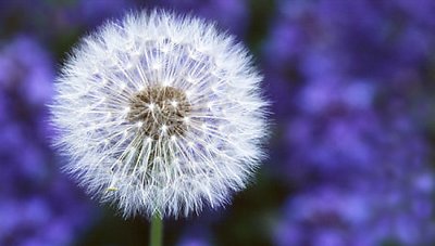 Dandelion and Ajuga