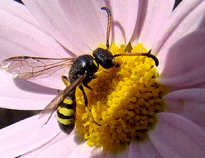 Bee