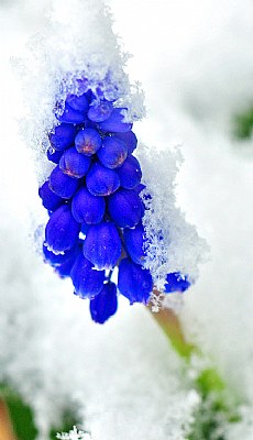 Snowbound Bluebell