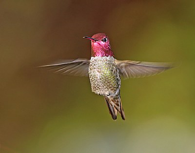 Anna's Humingbird (male)