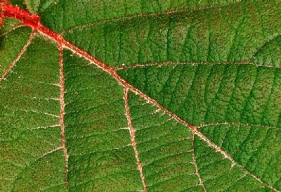 hairy leaf macro