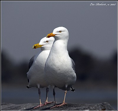 Twin Gulls