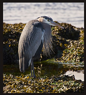 Heron