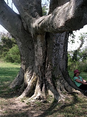 An ancient tree