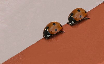 double chance.