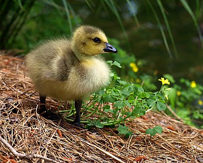 Baby Goose