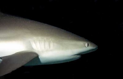 Blacktip