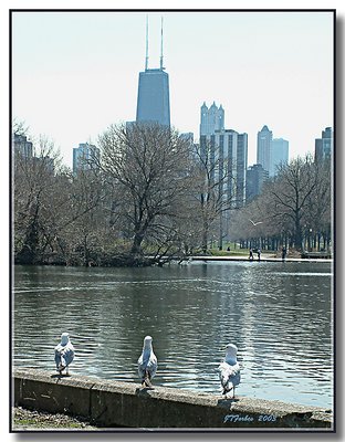 Birds Eye View of Chicago