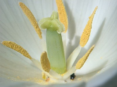 The white one