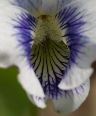 Nature's patterns