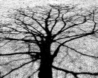 Shadow of the Day