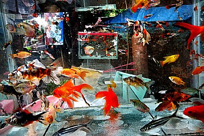Dali's aquarium