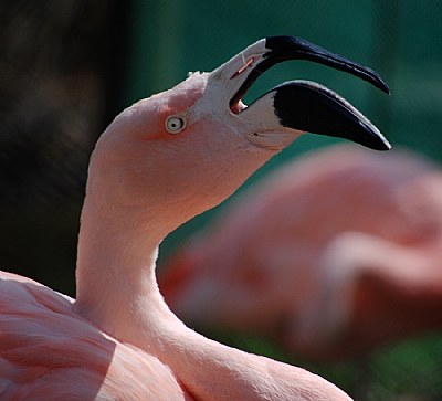 Flamingo # 2