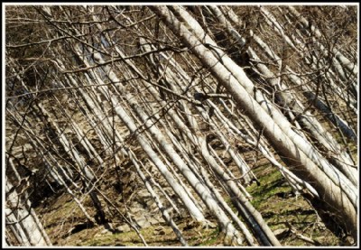 The inclination of a sleeping forest under the sun