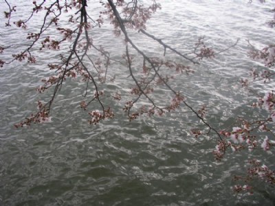 Blossoms on Potomac
