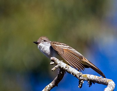 Ash-throated Flycatcher