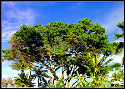 Maui Trees