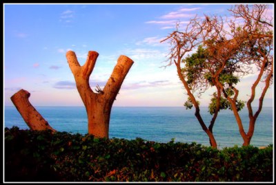 Maui Trees