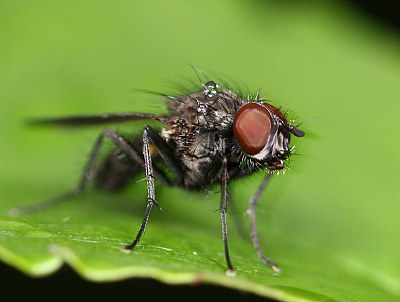 Wet fly