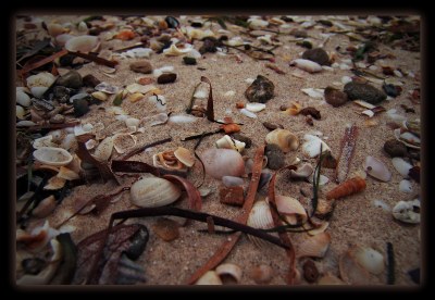 Seashells at Seashore