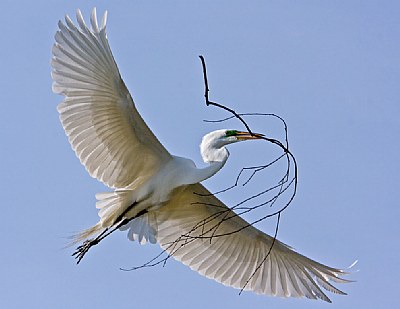 Great Egret nest material