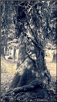 the old graveyard tree