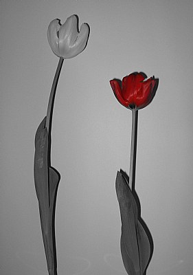tulips