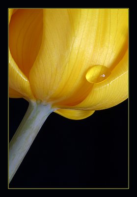 Tulip with Water Drop
