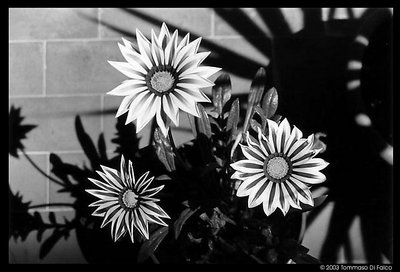Gazanias and Shadows