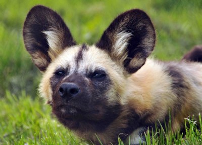 African Hunting Dog (in Kent)