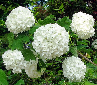 White clusters