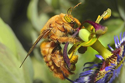 Carpenter Bee Male