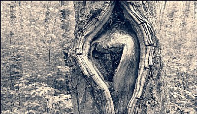 tree  heart