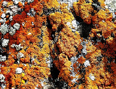 Lichen on the rocks