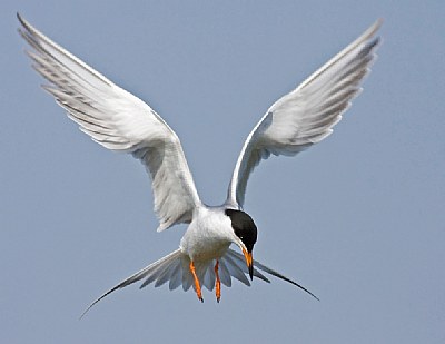 Forester's Tern 2