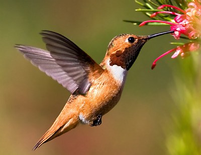Allen's Male Hummingbird