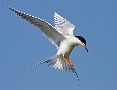 Forester's Tern 1