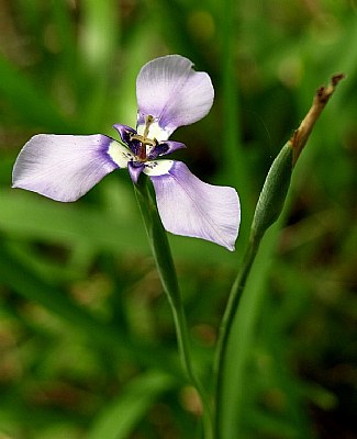 Herbertia